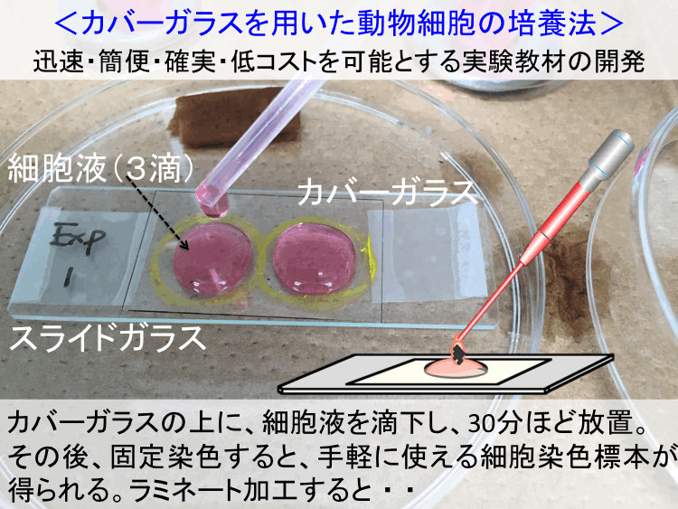 カバー ガラス 培養 オファー 法